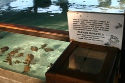 Pak Marjan: Bapak Sejuta Penyu