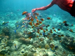 Pesona Bawah Air Gili Trawangan