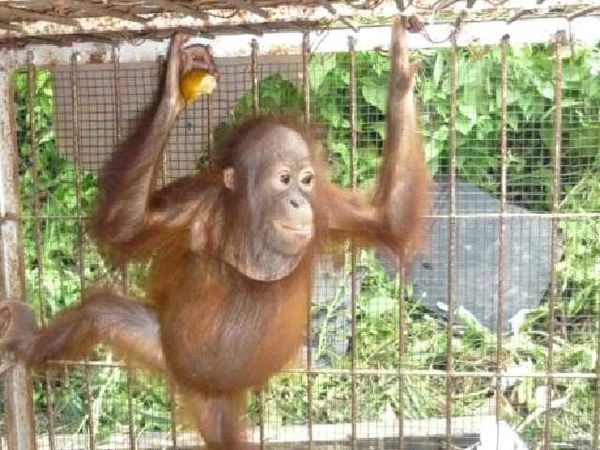 Ketidakpastian Bulu, Jo, dan Abdul Berakhir