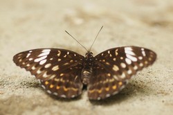 Bantimurung, Dijamin Tidak Membuat Murung