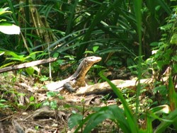 Rileks di Alam Kotok