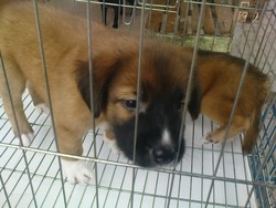 Pasar Satwa dan Tanaman Hias Yogyakarta (PASTY)