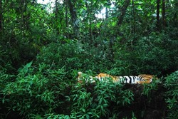 Menikmati Kehidupan Liar yang Ramah