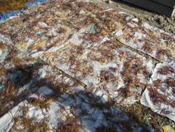 Sulawesi Tengah yang Dimanja Alam