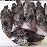 Seafood Mampu Dongkrak Gairah Seksual