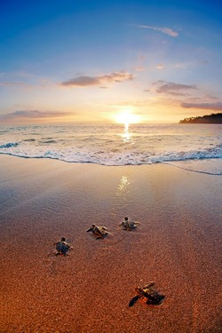 Hotel Sheraton Senggigi Nan Nyaman dan Ramah