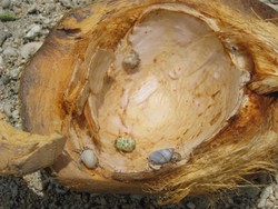 Si Kecil Gurih Ikan Nike