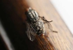 4 Serangga yang Selalu Dibenci Tapi Bermanfaat