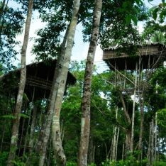 Rumah Pohon Suku Korowai