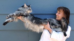 Stewie Kucing Terpanjang di Dunia