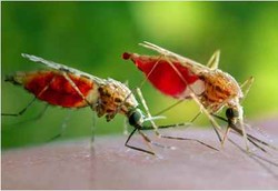 Nyamuk Malaria Bermutasi Jadi 2 Jenis yang Makin Berbahaya