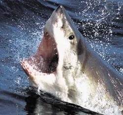 Pria AS Tewas Digigit Hiu Putih