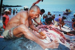 Melihat Kerangka Tulang Ikan Paus 18 Meter di Museum NTT