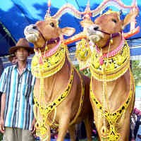 Gelang Emas 60 Gram Hiasi Kaki Sapi Kontes Sapi Sonok di Madura