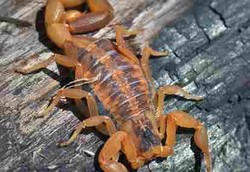 Racun Kalajengking Cegah Gagal Jantung