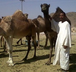 Memburu Kencing Onta yang Kontroversial