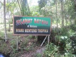 Arboretum Nyarumenteng, Tempat Anak Pelajari Orangutan