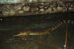 Menapaki Senja Di Wisata Alam Bukit Tangkiling