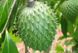 Ini Dia Keistimewaan Sirsak Sebagai Obat Kanker