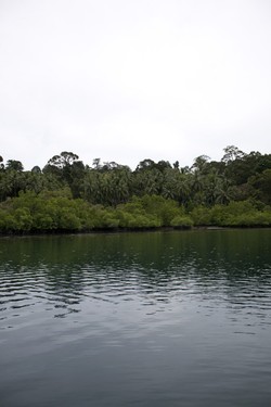Hutan Mangrove di Desa Sawai