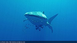 Mengenal Lebih Dekat Hiu Paus di Nabire, Papua