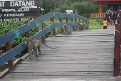 Kemesraan Di Pulau Kembang
