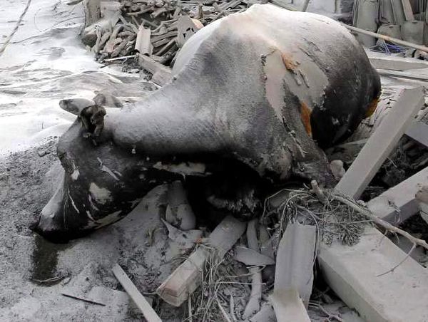 Belasan Sapi Mati Diterjang Wedhus Gembel