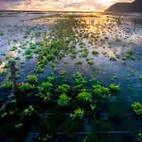 Bisnis Rumput Laut, Berpotensi Tapi Masih Jadi Anak Tiri