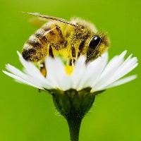 Otak Lebah Lebih Pintar dari Komputer Mahal