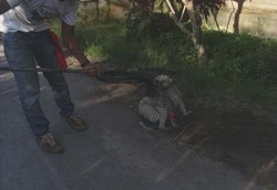 Nasib Anjing di Bali: Dikejar-kejar, Dibasmi dan Dikebiri