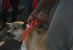 Gigitan Anjing Rabies Paling Mematikan Jika Kena Ujung Jari