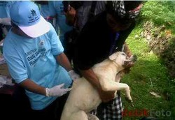 Amerika Latin Contoh Sukses Tangani Rabies