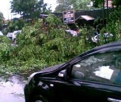 1.800 Pohon di Jakarta Rawan Tumbang