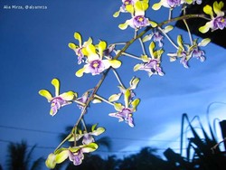 Berburu Anggrek Papua