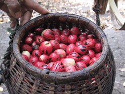 Keindahan Agrowisata Pulau Banda