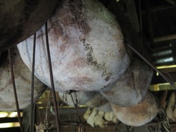 Kepala Anda sebagai Mahar Pernikahan Saya!