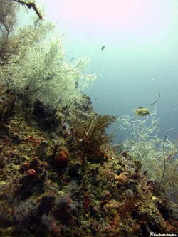 Taman Laut Raja Ampat