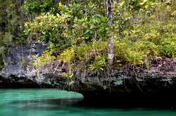 MENGAMATI KERAGAMAN HAYATI PULAU WAIGEO