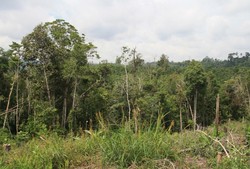 Kawasan Lindung Taman Raja