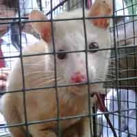 Musang Aneh Berbulu Kuning Keemasan Ditemukan Warga