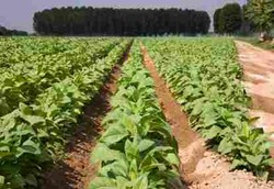 Tanaman Tembakau Bisa Jadi Bahan Kosmetik