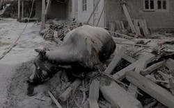 Hewan Ternak Jadi Faktor Penting Bagi Pengungsi Merapi