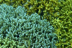 Jelajah Bunaken, Terpesona Siladen