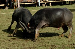 Mapasi Laga dalam Upacara Kematian Rambu Solo (bagian 2)