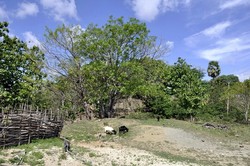 Alat Musik Sasando dari Pulau Rote