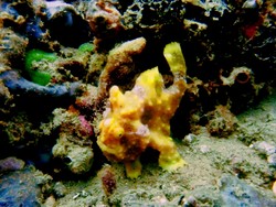 Menyelami Keunikan Laha