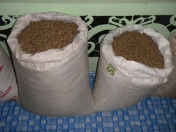 Kopi Malinau: Eksotika dalam Secangkir Gelas dari Hutan Kalimantan