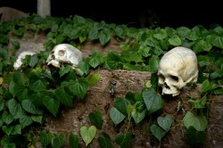 Petualangan Indiana Jones di Toraja