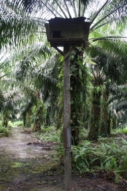Menguak Kisah Di Balik Sawit