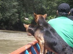 Mengikuti Keseharian Suku Punan